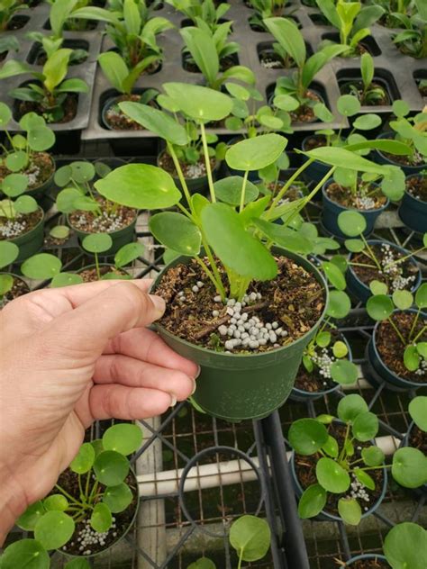 Live Pilea Peperomioides Pilea Plant Pilea Peperomia Plant Etsy