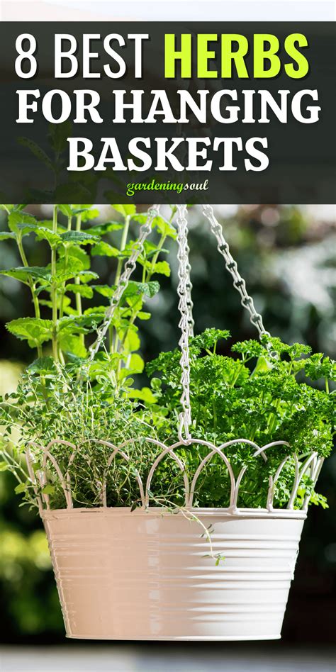 8 Best Herbs For Hanging Baskets