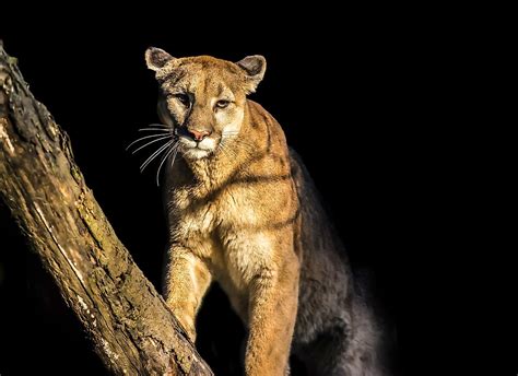 Mountain Lion Facts Worldatlas