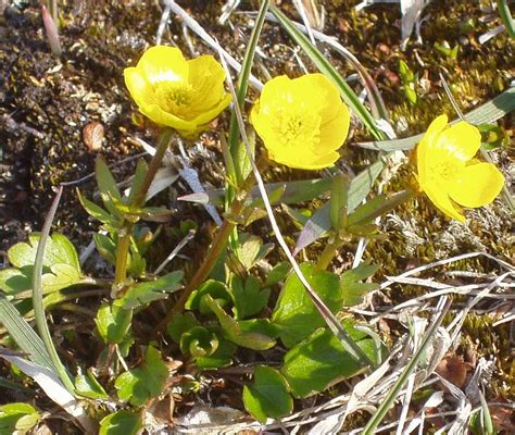 sulphur-colored buttercup Ranunculus sulphureus