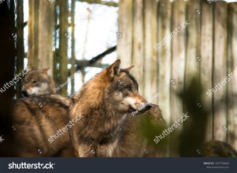 Side Profile Wolf Stock Photo 1407728630 | Shutterstock