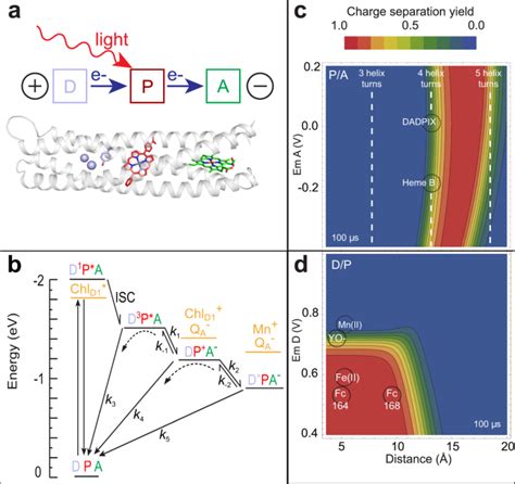 De Novo Protein Design Of Photochemical Reaction Centers Nature