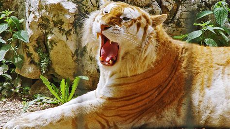 Golden Tiger HDTV 1080p Wallpapers | HD Wallpapers | ID #5041