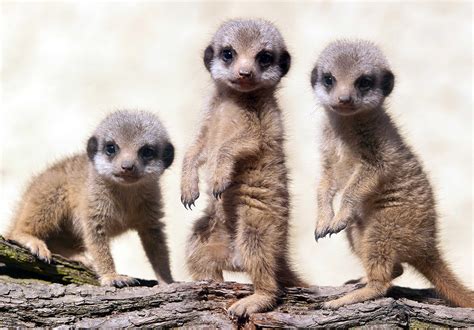 Cute Meerkats