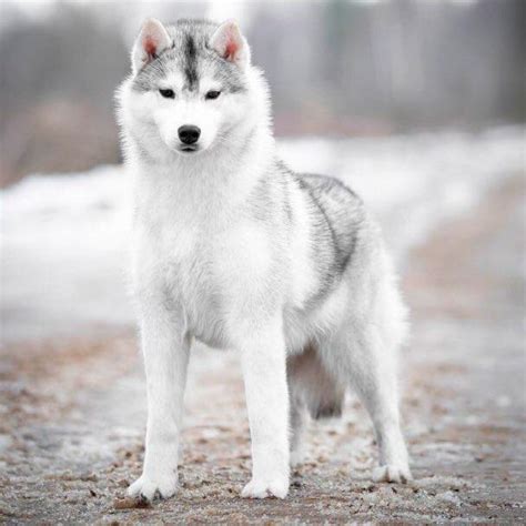 Arriba Images Lobo Siberiano Blanco Bebe Viaterra Mx