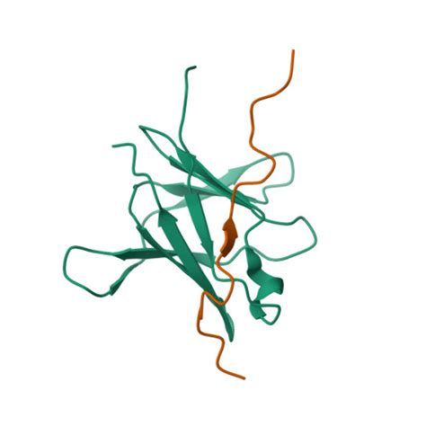 Rcsb Pdb Ofq Nmr Solution Structure Of A Complex Between The Virb