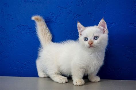 Teacup Munchkin Cat For Sale | fluffymainecoonny