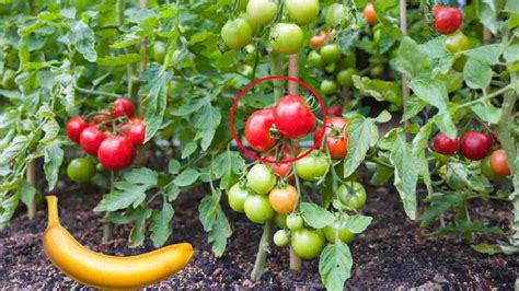 Comment faire mûrir les tomates en très peu de temps