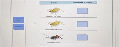 Solved Eased On The Observation That Only Male Crickets Chegg