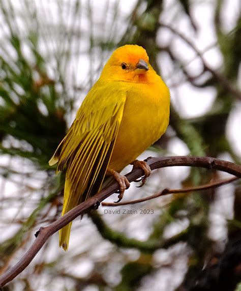 Saffron Finch Sicalis Flaveola A Common Colombian Tanage Flickr