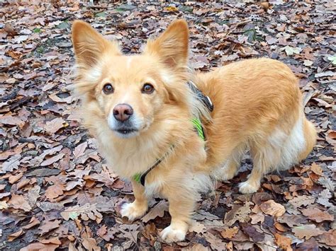 64 Cutest Corgi Mixes You Ll Want To Adopt With Pictures