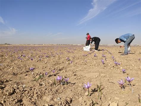 Saffron harvesting the most efficient methods – Artofit