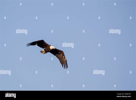 Flight Bald Eagle Flights Bald Eagles Stock Photo Alamy