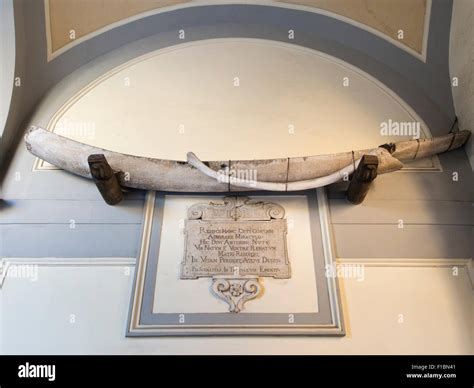 Costilla de ballena en la Basílica di Sant Antonino en Sorrento Italia