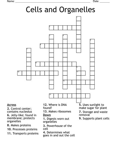 Organelle Word Search WordMint