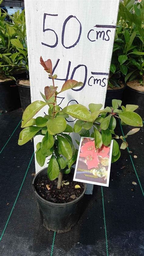 Vermilion Chaenomeles In Mm Pot Canberra Nursery Garden Centre