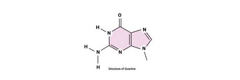 Guanine: Structure, Definition, & Functions I Research Tweet