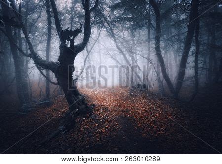 Dark Fog Forest. Image & Photo (Free Trial) | Bigstock