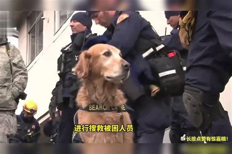 中华田园犬这么聪明，为什么不能当警犬？看完才知道，差在这一点 警犬 田园 中华