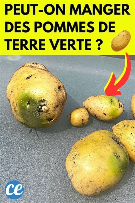 Pommes De Terre Vertes Peut On Les Manger Sans Danger