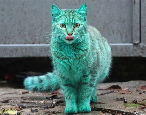 Un Gato Muy Verde Telegraph