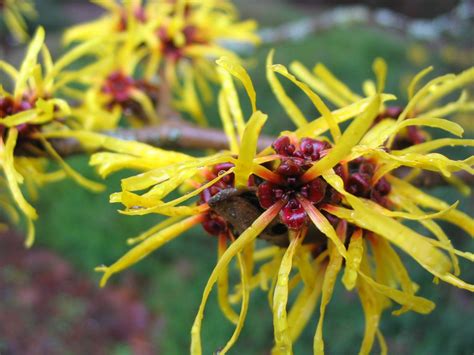 Hamamelis Mollis Rhododendron Species Botanical Garden