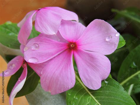 Tapak Dara Close Up Tropical Flower Its Scientific Name Is