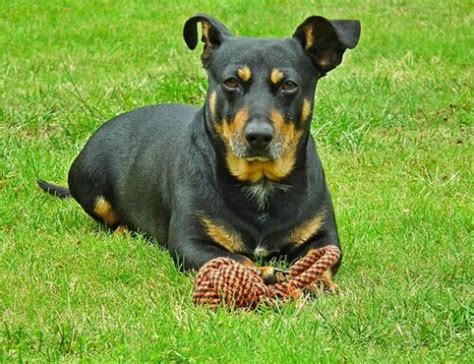 wespensteek hond Hondenrassen Honden Terriërs