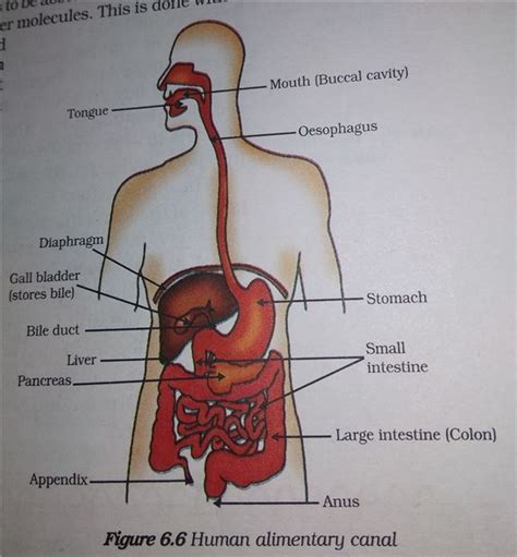 Human Alimentary Canal Diagram