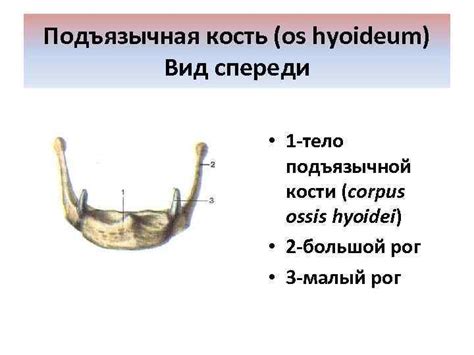 Тема Кости черепа Череп человека лат cranium