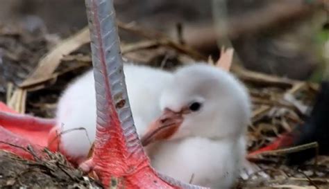 Roger Williams Park Zoo welcomes first baby flamingo in 22 years | WPRI.com