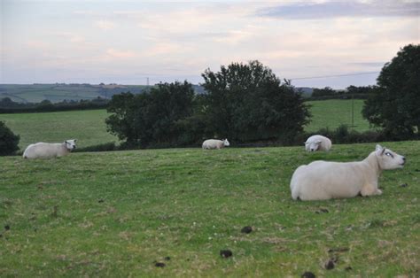 North Devon Grassy Field Sheep Lewis Clarke Cc By Sa 2 0