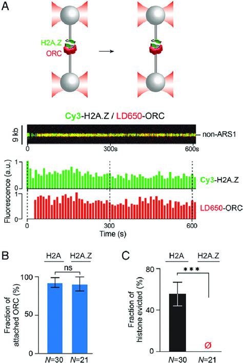 ORC Differentially Remodels H2A And H2A Z Nucleosomes A Schematic