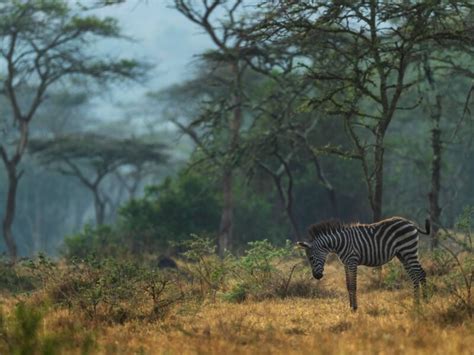 4 choses à faire absolument lors d un safari en Tanzanie