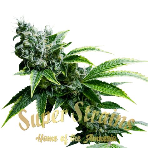 Shop | Super Strains Seeds