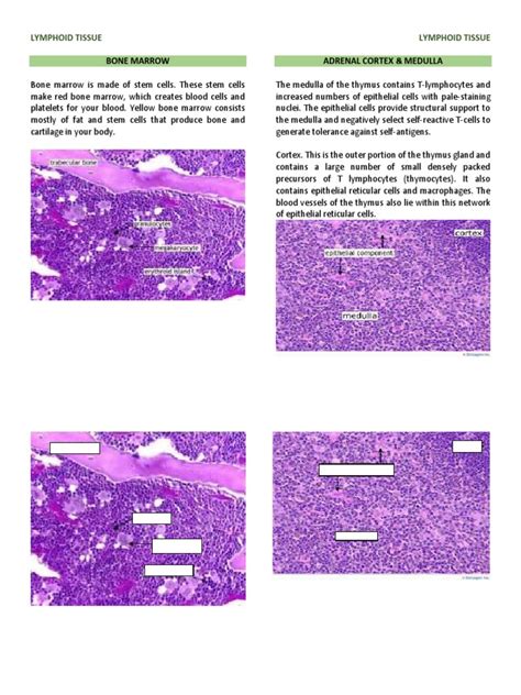 8 Lymphoid Tissue | PDF | Lymphatic System | Thymus