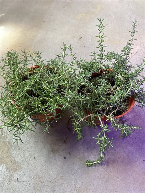 Rosemary Trailing Herbs Plant Each Furniture Home Living