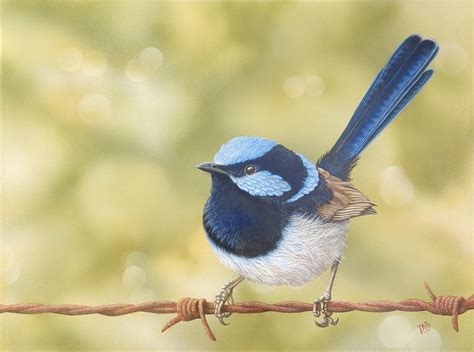 Superb Blue Wren Realistic Painting By Dallasnyberg Foundmyself