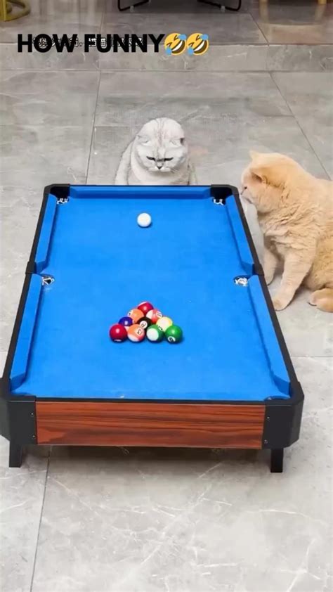 Cute Cats and Dogs Playing Together