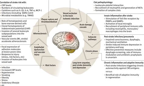 Immune Pathways In Etiology Acute Phase And Chronic Sequelae Of Ischemic Stroke Circulation