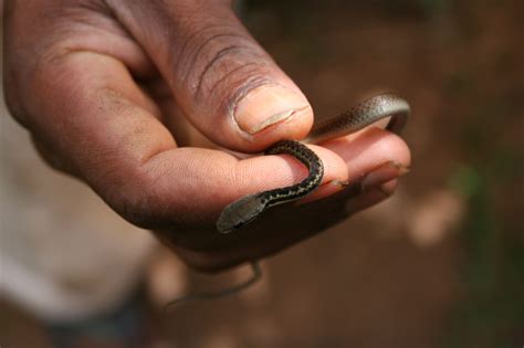 Serpent Madatyphlops Rajeryi Voyageavecnous