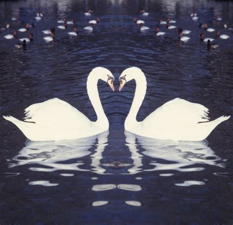 Pin by Dana Mihaliková on luna nočná obloha in 2024 Swans art Swan