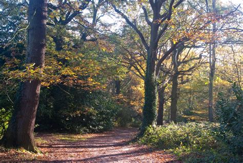 Hockley Woods Dave Walker Flickr