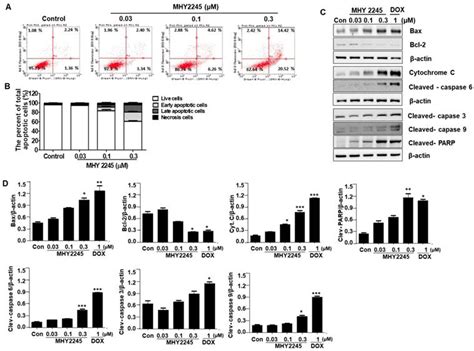 A New Sirt1 Inhibitor Mhy2245 Induces Autophagy And Inhibits Energy