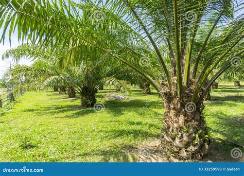 Palm oil tree stock photo. Image of agriculture, food - 33259598