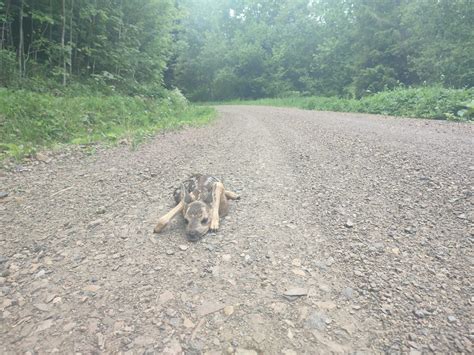 Rodzą się małe sarny i jelenie Zachowajmy szczególną ostrożność