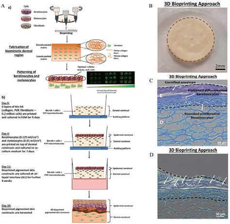 D Bioprinting For Skin Tissue Engineering Current Status And