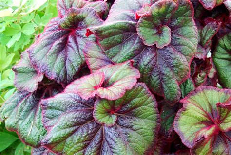 Rex Begonia Care Tips For Beautiful Plants