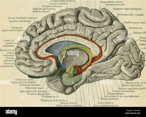 Septum Pellucidum And Lateral Ventricle