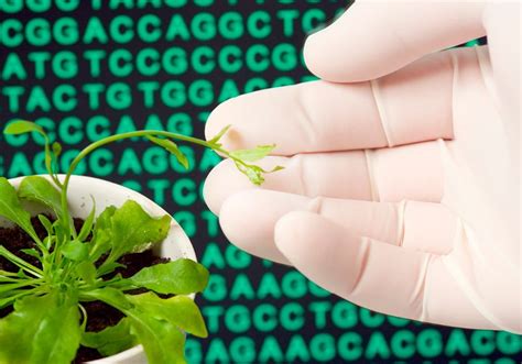 How Plants Protect Their DNA in Space | The Scientist Magazine®